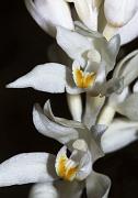 Phantom Orchid, Cephalanthera austiniae
